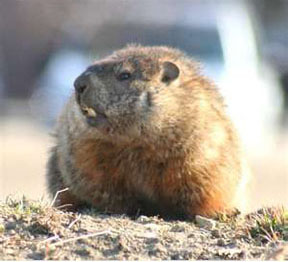 Woodchuck Attractants