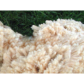 WOOL