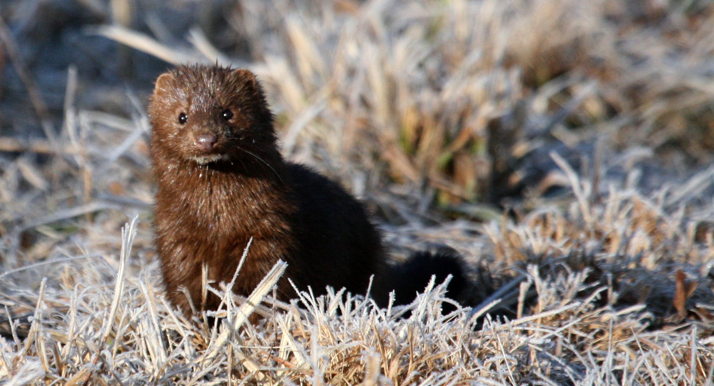 Mink American Mink European Mink Mustela lutreola Mustela macrodon Mink American Mink European Mink Mustela lutreola Mustela macrodon