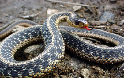Snakes