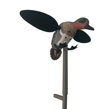 Mojo Green Wing Teal