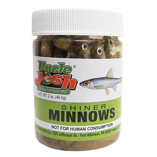 shiner minnows